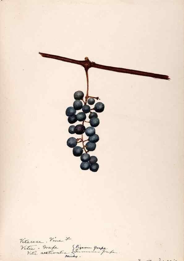 Reproducción/Reproduction 48788921851: [Water-color sketches of plants of North America and Europe]. . 