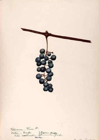 Reproducción/Reproduction 48788921851: [Water-color sketches of plants of North America and Europe]. . 