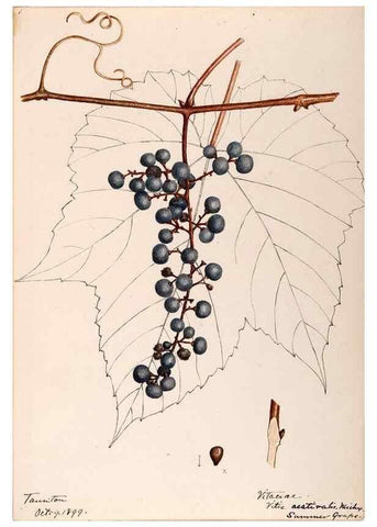 Reproducción/Reproduction 48788922296: [Water-color sketches of plants of North America and Europe]. . 