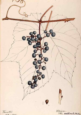 Reproducción/Reproduction 48788922296: [Water-color sketches of plants of North America and Europe]. . 