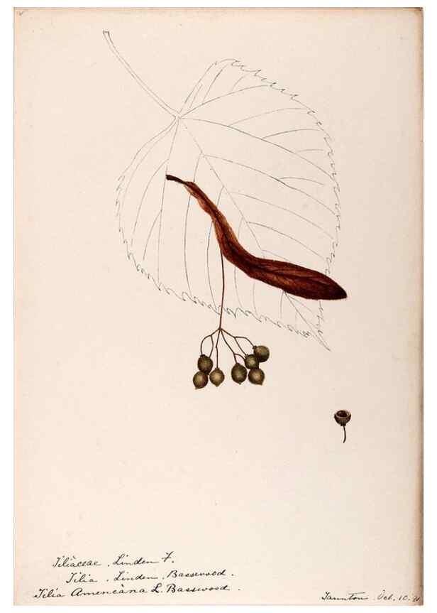 Reproducción/Reproduction 48788922716: [Water-color sketches of plants of North America and Europe]. . 