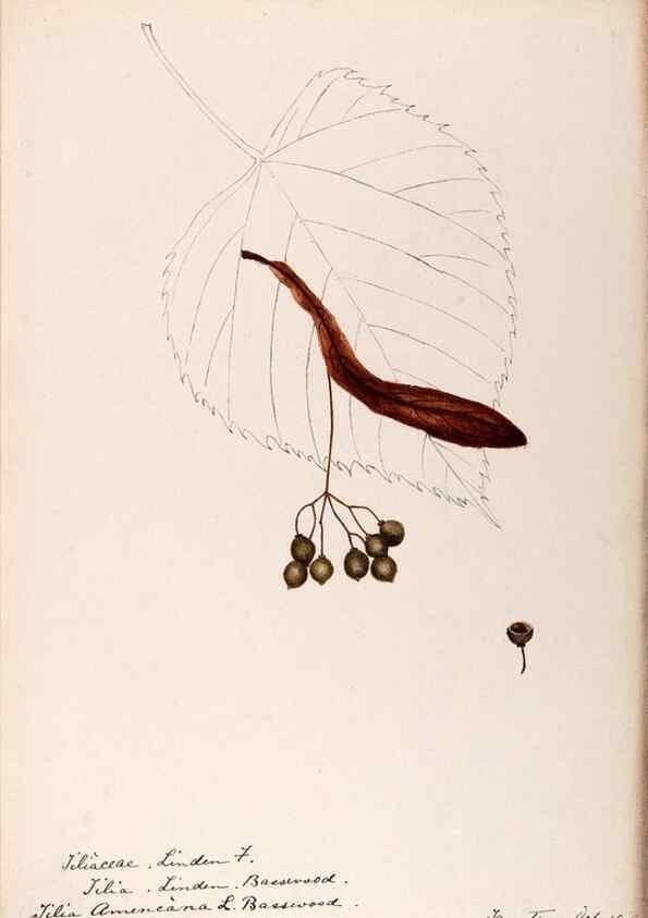 Reproducción/Reproduction 48788922716: [Water-color sketches of plants of North America and Europe]. . 