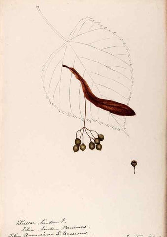 Reproducción/Reproduction 48788922716: [Water-color sketches of plants of North America and Europe]. . 