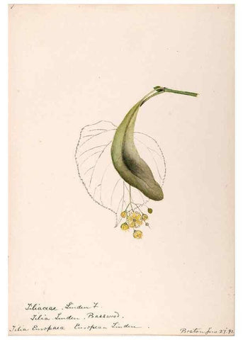 Reproducción/Reproduction 48788561333: [Water-color sketches of plants of North America and Europe]. . 