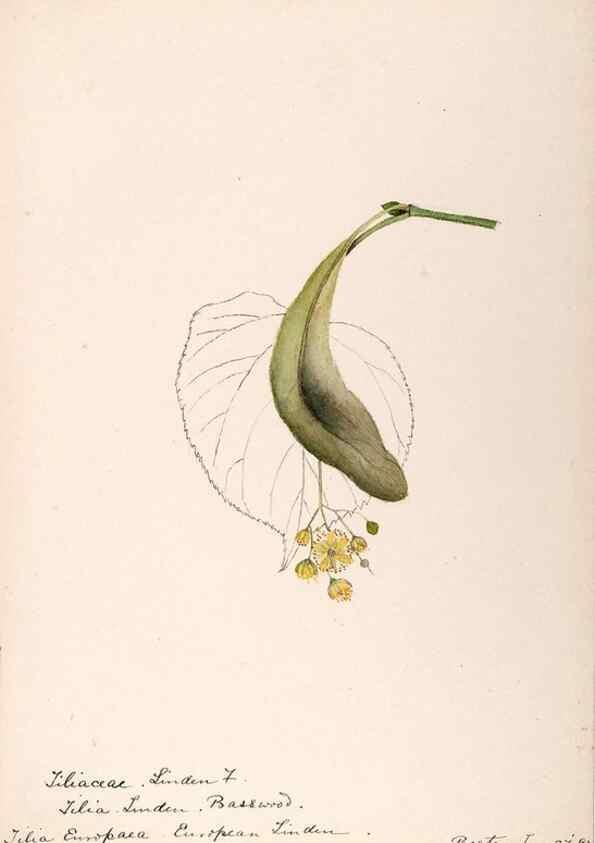 Reproducción/Reproduction 48788561333: [Water-color sketches of plants of North America and Europe]. . 