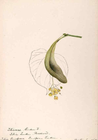 Reproducción/Reproduction 48788561333: [Water-color sketches of plants of North America and Europe]. . 