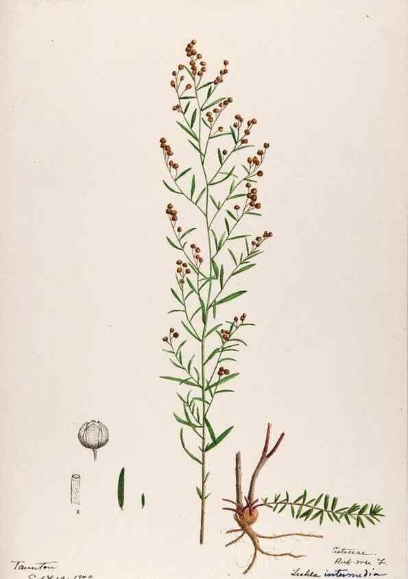 Reproducción/Reproduction 48789194767: [Water-color sketches of plants of North America and Europe]. . 