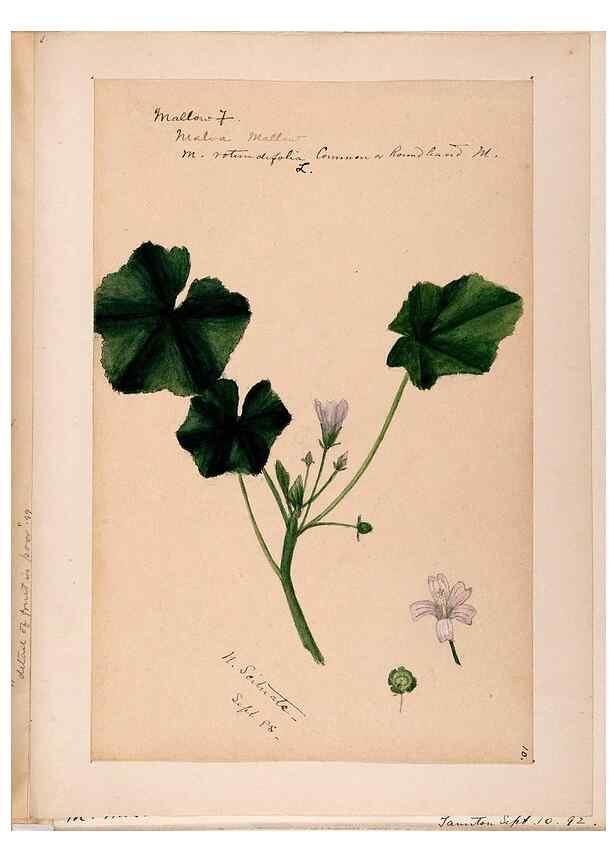 Reproducción/Reproduction 48789068502: [Water-color sketches of plants of North America and Europe]. . 