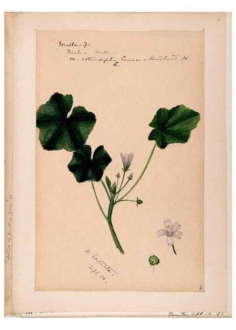 Reproducción/Reproduction 48789068502: [Water-color sketches of plants of North America and Europe]. . 
