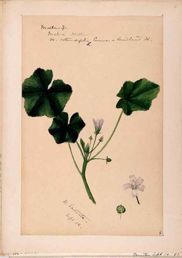 Reproducción/Reproduction 48789068502: [Water-color sketches of plants of North America and Europe]. . 