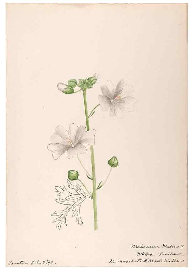 Reproducción/Reproduction 48789069217: [Water-color sketches of plants of North America and Europe]. . 
