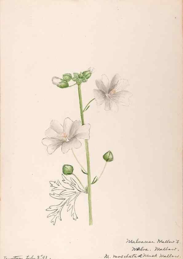 Reproducción/Reproduction 48789069217: [Water-color sketches of plants of North America and Europe]. . 