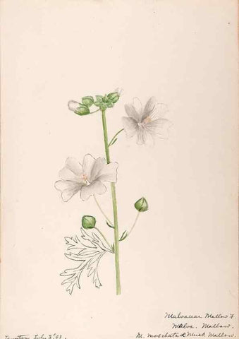 Reproducción/Reproduction 48789069217: [Water-color sketches of plants of North America and Europe]. . 
