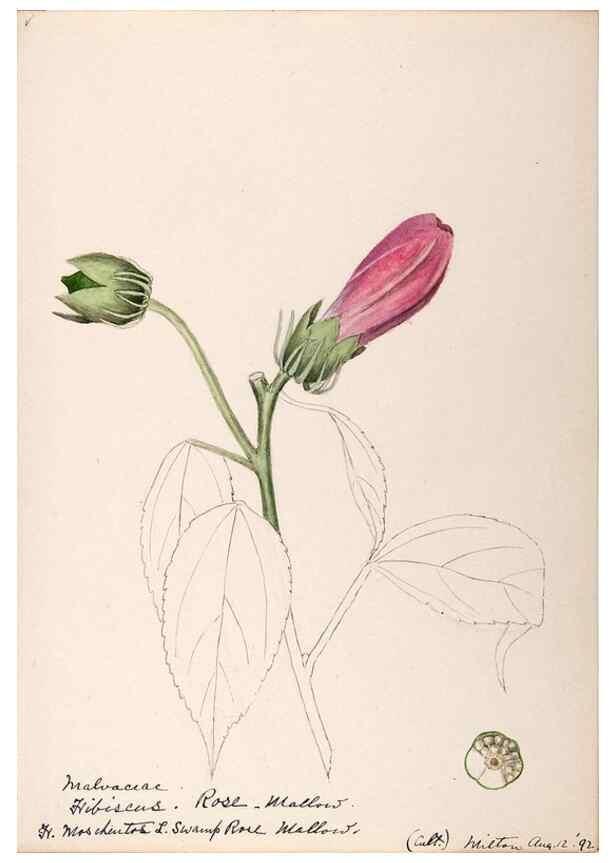 Reproducción/Reproduction 48789069637: [Water-color sketches of plants of North America and Europe]. . 