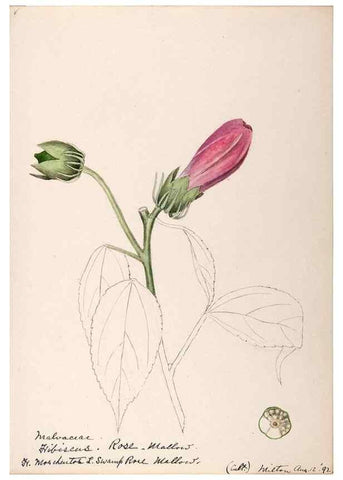 Reproducción/Reproduction 48789069637: [Water-color sketches of plants of North America and Europe]. . 
