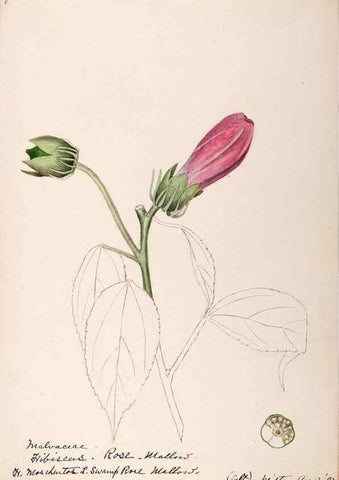 Reproducción/Reproduction 48789069637: [Water-color sketches of plants of North America and Europe]. . 
