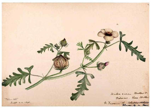 Reproducción/Reproduction 48788925001: [Water-color sketches of plants of North America and Europe]. . 