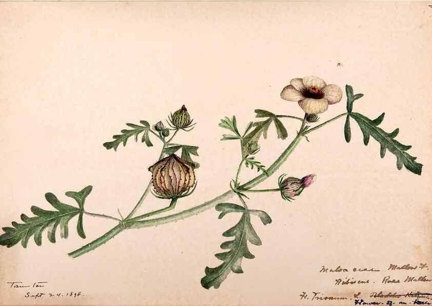 Reproducción/Reproduction 48788925001: [Water-color sketches of plants of North America and Europe]. . 