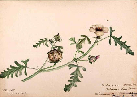 Reproducción/Reproduction 48788925001: [Water-color sketches of plants of North America and Europe]. . 