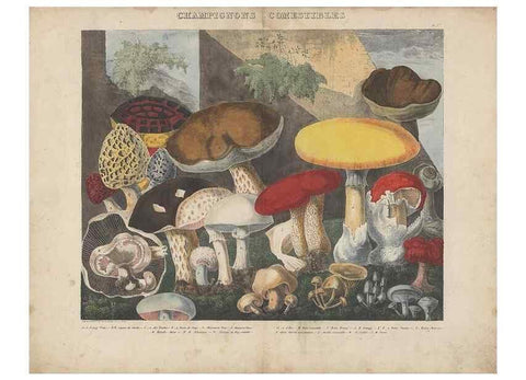 Reproducción/Reproduction 48788611878: Des champignons comestibles, suspects et vénéneux :. Paris :Chappron, rue de la Grande-Truanderie, n. 50 :1827-1828. 