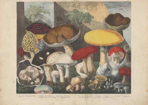 Reproducción/Reproduction 48788611878: Des champignons comestibles, suspects et vénéneux :. Paris :Chappron, rue de la Grande-Truanderie, n. 50 :1827-1828. 