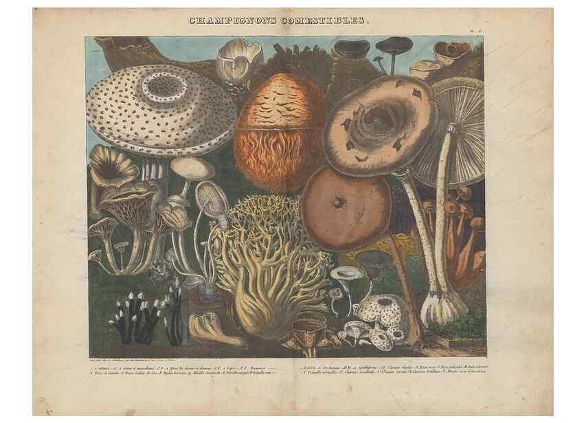 Reproducción/Reproduction 48789119627: Des champignons comestibles, suspects et vénéneux :. Paris :Chappron, rue de la Grande-Truanderie, n. 50 :1827-1828. 