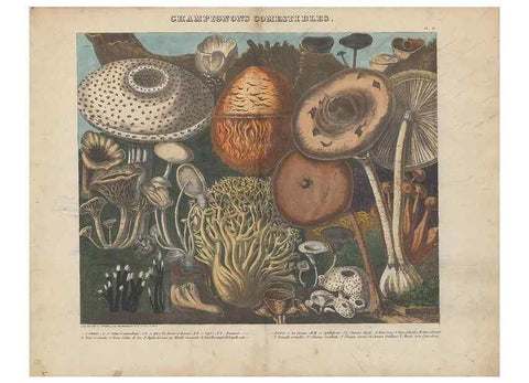 Reproducción/Reproduction 48789119627: Des champignons comestibles, suspects et vénéneux :. Paris :Chappron, rue de la Grande-Truanderie, n. 50 :1827-1828. 