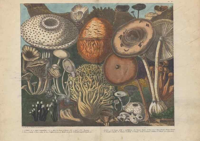 Reproducción/Reproduction 48789119627: Des champignons comestibles, suspects et vénéneux :. Paris :Chappron, rue de la Grande-Truanderie, n. 50 :1827-1828. 