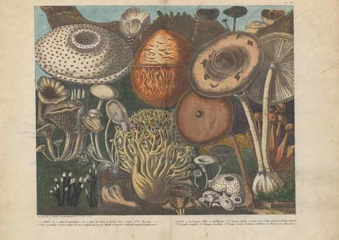 Reproducción/Reproduction 48789119627: Des champignons comestibles, suspects et vénéneux :. Paris :Chappron, rue de la Grande-Truanderie, n. 50 :1827-1828. 