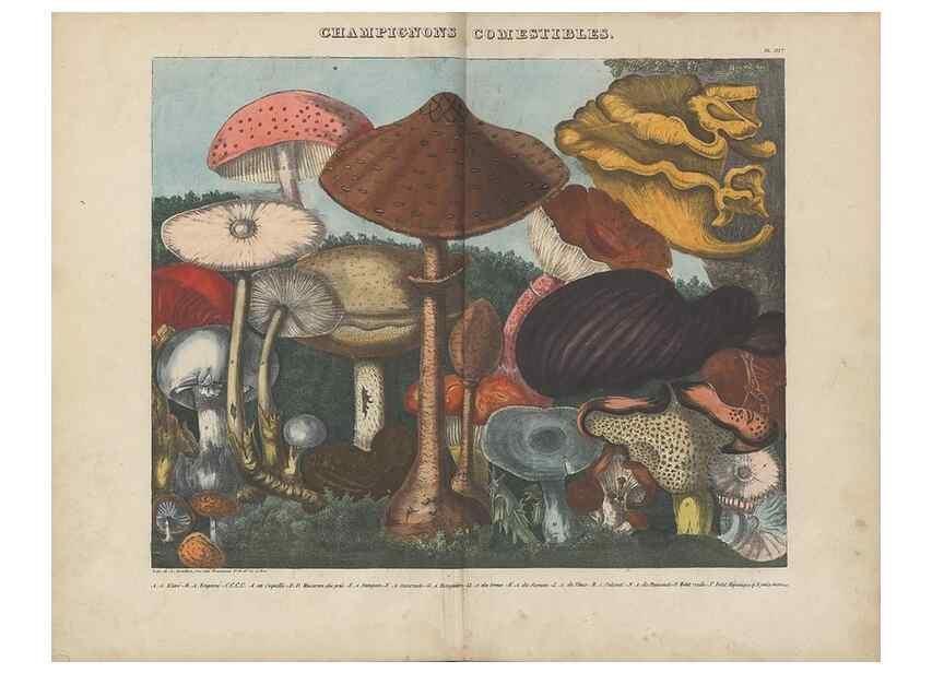 Reproducción/Reproduction 48788612523: Des champignons comestibles, suspects et vénéneux :. Paris :Chappron, rue de la Grande-Truanderie, n. 50 :1827-1828. 