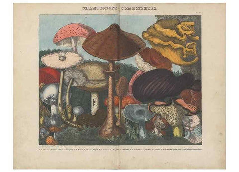 Reproducción/Reproduction 48788612523: Des champignons comestibles, suspects et vénéneux :. Paris :Chappron, rue de la Grande-Truanderie, n. 50 :1827-1828. 