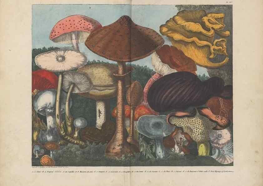 Reproducción/Reproduction 48788612523: Des champignons comestibles, suspects et vénéneux :. Paris :Chappron, rue de la Grande-Truanderie, n. 50 :1827-1828. 