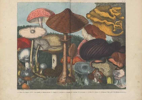 Reproducción/Reproduction 48788612523: Des champignons comestibles, suspects et vénéneux :. Paris :Chappron, rue de la Grande-Truanderie, n. 50 :1827-1828. 