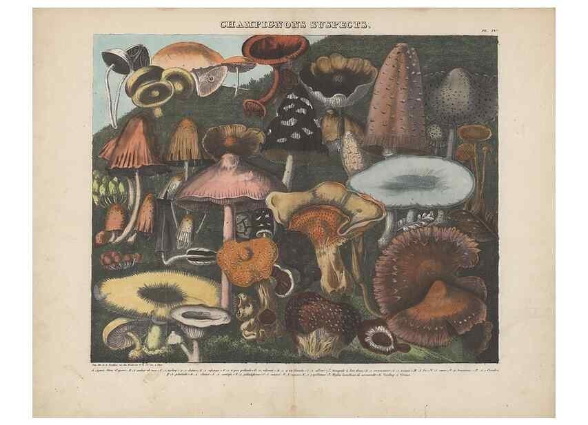 Reproducción/Reproduction 48789120482: Des champignons comestibles, suspects et vénéneux :. Paris :Chappron, rue de la Grande-Truanderie, n. 50 :1827-1828. 