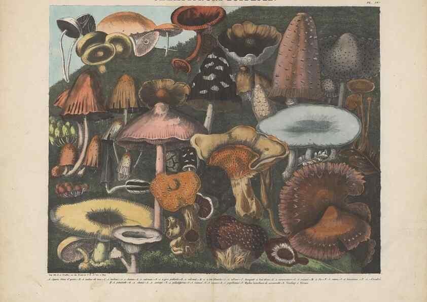 Reproducción/Reproduction 48789120482: Des champignons comestibles, suspects et vénéneux :. Paris :Chappron, rue de la Grande-Truanderie, n. 50 :1827-1828. 