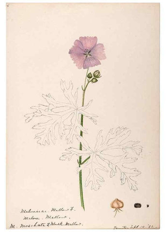 Reproducción/Reproduction 48789068862: [Water-color sketches of plants of North America and Europe]. . 
