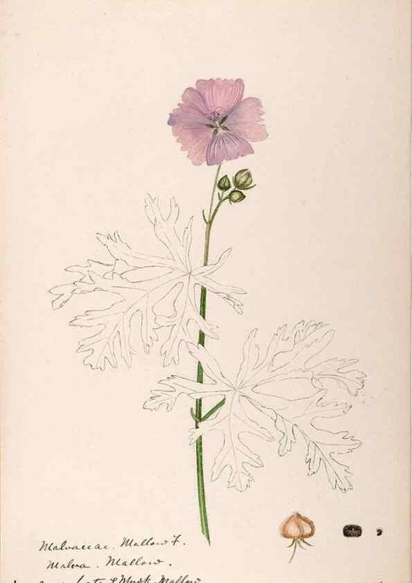 Reproducción/Reproduction 48789068862: [Water-color sketches of plants of North America and Europe]. . 