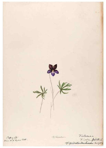 Reproducción/Reproduction 48789195342: [Water-color sketches of plants of North America and Europe]. . 