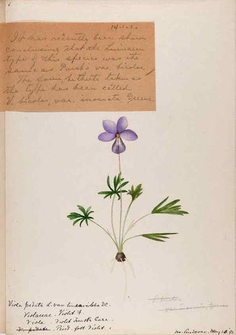 Reproducción/Reproduction 48789195612: [Water-color sketches of plants of North America and Europe]. . 