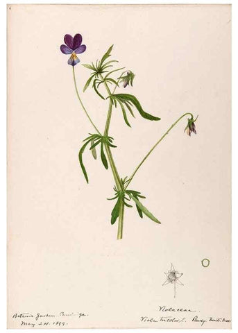 Reproducción/Reproduction 48789056741: [Water-color sketches of plants of North America and Europe]. . 