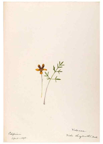 Reproducción/Reproduction 48788694453: [Water-color sketches of plants of North America and Europe]. . 
