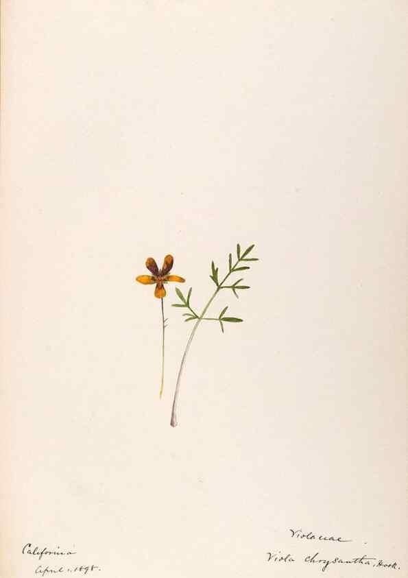 Reproducción/Reproduction 48788694453: [Water-color sketches of plants of North America and Europe]. . 