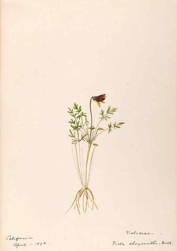 Reproducción/Reproduction 48789057421: [Water-color sketches of plants of North America and Europe]. . 
