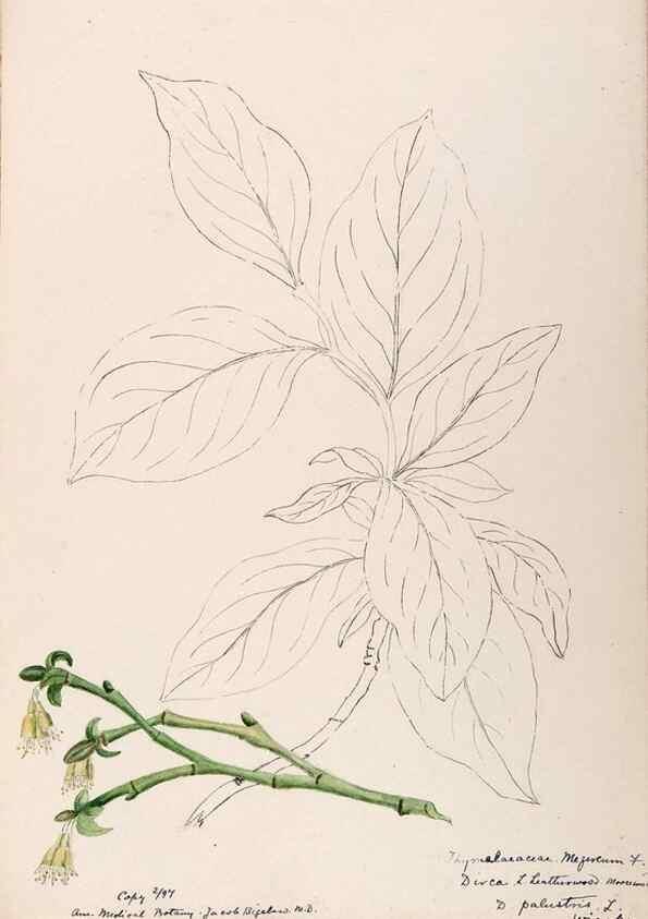 Reproducción/Reproduction 48789058256: [Water-color sketches of plants of North America and Europe]. . 