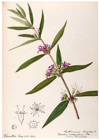 Reproducción/Reproduction 48789204197: [Water-color sketches of plants of North America and Europe]. . 