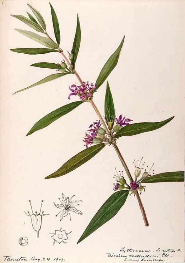 Reproducción/Reproduction 48789204197: [Water-color sketches of plants of North America and Europe]. . 