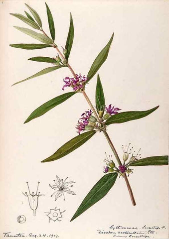 Reproducción/Reproduction 48789204197: [Water-color sketches of plants of North America and Europe]. . 
