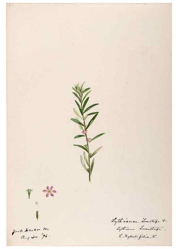 Reproducción/Reproduction 48789058876: [Water-color sketches of plants of North America and Europe]. . 