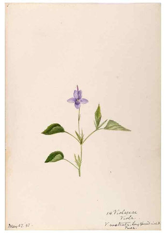 Reproducción/Reproduction 48789202002: [Water-color sketches of plants of North America and Europe]. . 