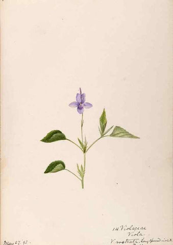 Reproducción/Reproduction 48789202002: [Water-color sketches of plants of North America and Europe]. . 